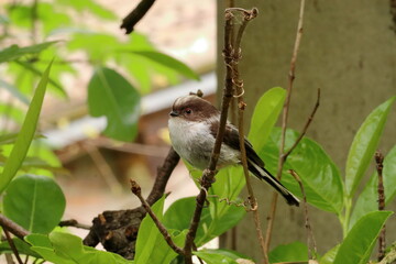 Long-tailed tit on a branch