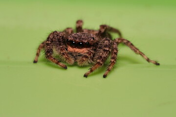 Jumping Spider