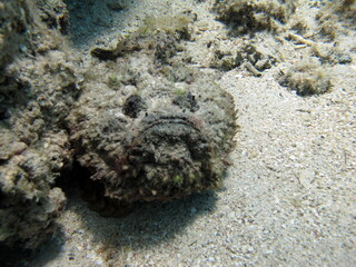 Stone fish - Synanceiidae. Ocean wart - this fish of the family Synanceiidae grows up to 27 cm. It lies motionless on the bottom for hours, waiting for prey. One of the world's most poisonous fish.