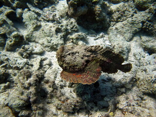 Stone fish - Synanceiidae. Ocean wart - this fish of the family Synanceiidae grows up to 27 cm. It lies motionless on the bottom for hours, waiting for prey. One of the world's most poisonous fish.