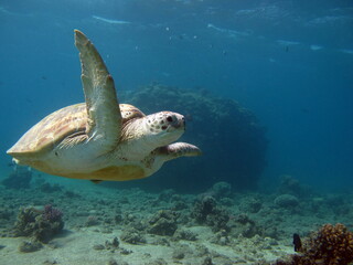 Obraz premium Green turtles are the largest of all sea turtles. A typical adult is 3 to 4 feet long and weighs between 300 and 350 pounds.