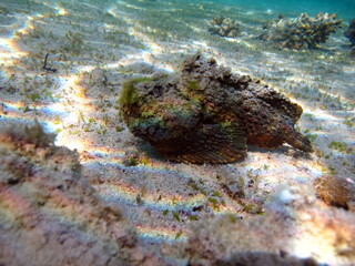 Stone fish - Synanceiidae. Ocean wart - this fish of the family Synanceiidae grows up to 27 cm. It lies motionless on the bottom for hours, waiting for prey. One of the world's most poisonous fish.