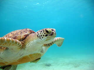 Obraz premium Big Green turtle . Green turtles are the largest of all sea turtles. A typical adult is 3 to 4 feet long and weighs between 300 and 350 pounds.
