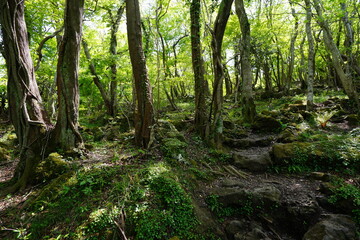 fresh ferns in the gleaming sunlight
