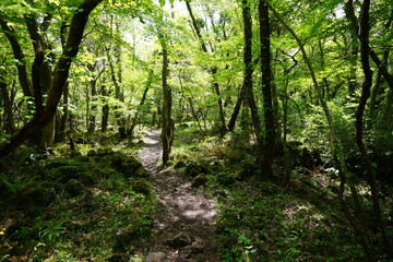 Obraz premium refreshing spring forest and path