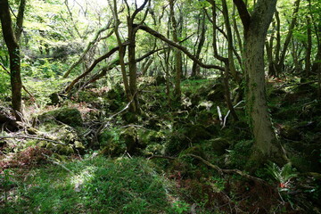 fresh ferns in the gleaming sunlight