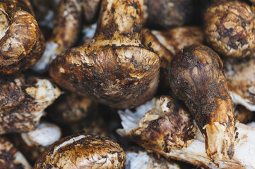 Wild Tricholoma matsutake mushroom in China