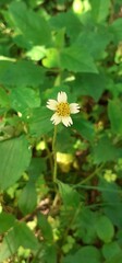 Tridax Procumbens Flower Full Blooming on Green Leaves Background