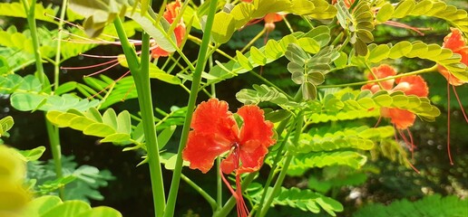 Red Caesalpinia Pulcherrima Flowers Full Bloom on Green Leaves Background