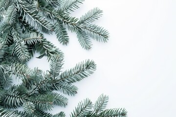 A detailed view of a pine tree branch, with needles and branches visible