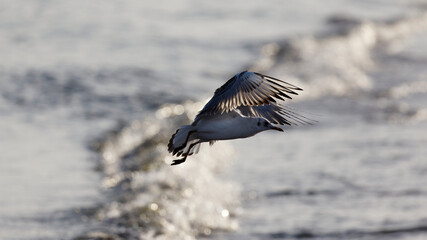 Seagull flying