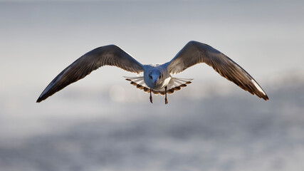 Seagull flying