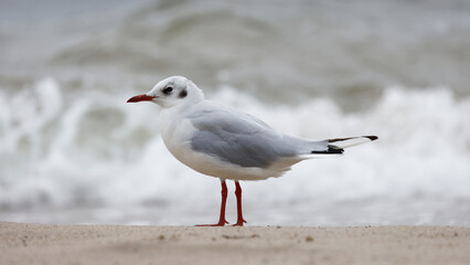 Seagull standing 