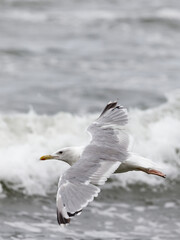 Seagull flying