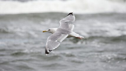 Seagull flying