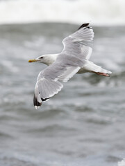 Seagull flying