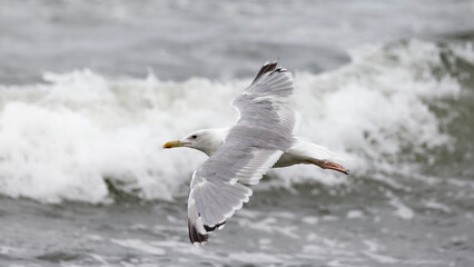 Seagull flying