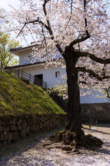 日本さくら名所100選　福島県会津若松市　鶴ヶ城（会津若松城）の桜