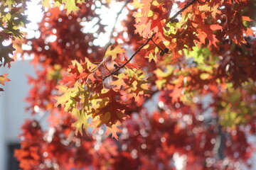 leaves in autumn