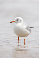 Seagull standing 