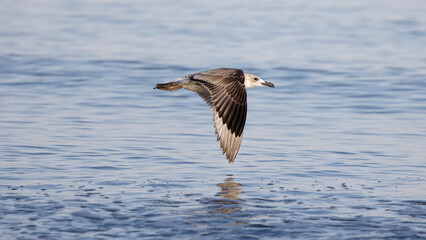 Seagull flying