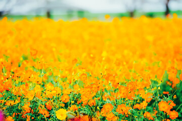 千葉の公園に咲くコスモス
