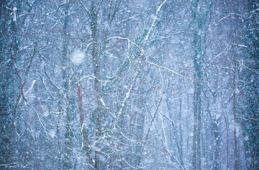 snow falling on the tree
