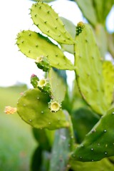 cactus in the meadow
Big cactus in meadow
big cactus
cactus
cactus flower