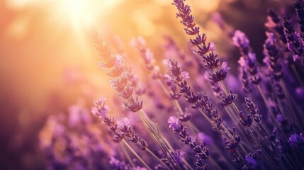 Naklejka premium Lavender Field at Sunset
