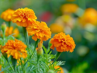 Glorious Marigolds: A Stunning Display in the Garden