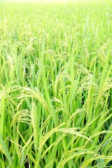 rice background for art work
green wheat field
grass
green grass in the wind
rice