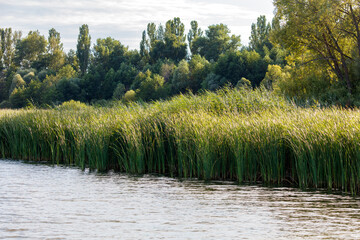 Green trees on the horizon on the lake shore