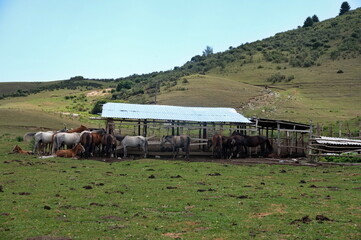 Group of horses under the shelter in the meadow in Kyrgyzstan