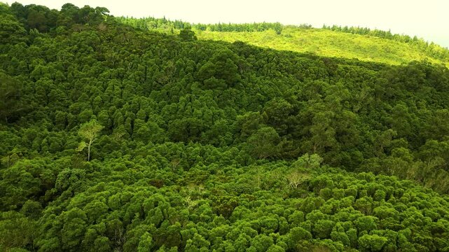 Dichter Urwald auf der bergigen Azoren-Insel Terceira &ndash; Drohnenaufnahme der sattgr&uuml;nen Natur