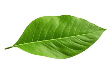 Obraz premium A close-up view of a single green cocoa leaf with visible veins and a smooth texture isolated on white background.