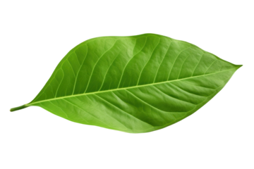 A close-up view of a single green cocoa leaf with visible veins and a smooth texture isolated on white background.