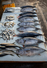 A variety of freshly caught fish including skipjack tuna (right) for sale at the Negombo Fish Market on the west coast of Sri Lanka in the early morning.