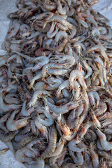 Freshly caught shrimp for sale at the Negombo Fish Market on the west coast of Sri Lanka in the early morning.