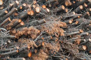 Pine trees cut and stacked