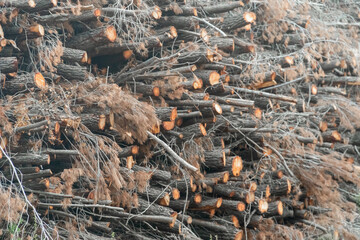 Pine trees cut and stacked