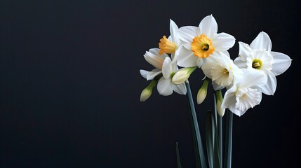 Fototapeta premium Daffodils on a black background