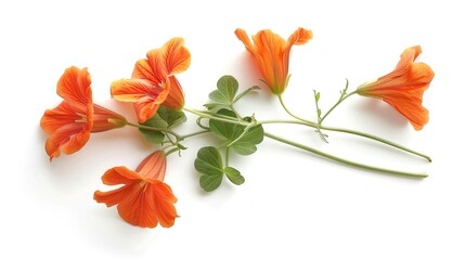 Cubios (Tropaeolum tuberosum) isolated on white background