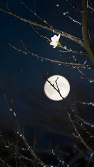 A night scene with moonlit bare branches, adorned with shimmering dew drops. A single white flower blooms, softly reflecting the moon's glow against a dark, starry sky, evoking calm and mystique.