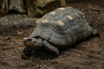 Red-foot Tortoise - Chelonoidis carbonarius, large beautiful popular tortoise from Latin America savannahs and forests edges, Brazil.