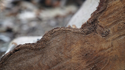 Surface texture of a cut log. Focus selected