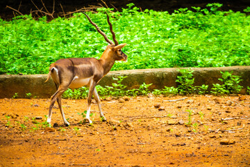 Beautiful deer in the Zoo. Picture clicked at Arignar Anna Zoological Park, Chennai, Tamil Nadu, South India, India