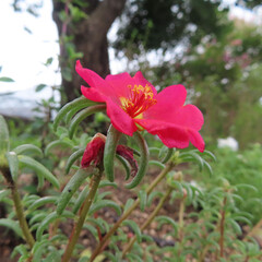日本で夏にマツバボタンがピンク色の花を咲かせています