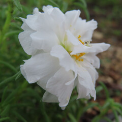 Obraz premium 日本で夏にマツバボタンが白い花を咲かせています