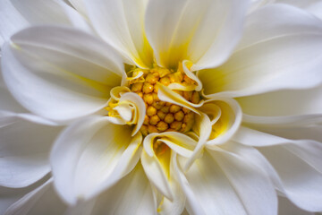 Fototapeta premium macro close-up of a white dahlia