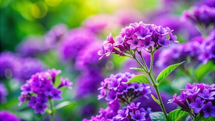 Obraz premium A close-up of purple flowers with vibrant green leaves in a soft, blurred background